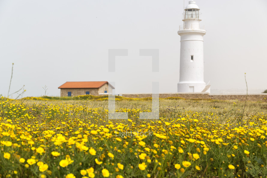 Lighthouse near a field of yellow wildflowers in Cyprus 