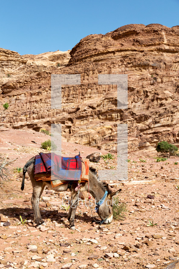 donkey in the desert 