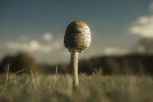 Parasol mushroom growing in a field, close-up fungi fungus photo, toadstool macro nature photography