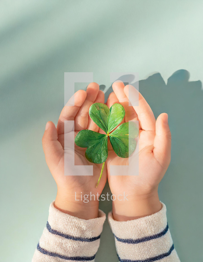 A young child's hands holding a three-leaf green clover with bright harsh lighting for the St. Patrick's Day holiday.
