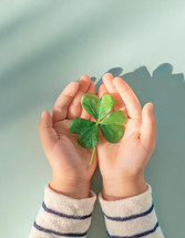 A young child's hands holding a three-leaf green clover with bright harsh lighting for the St. Patrick's Day holiday.