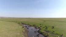 Aerial View Cows And Horses On Lake