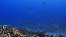 Shoal Of Grey Sharks - Fakarava South Pass