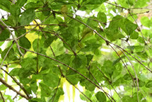 green leaves on branches with painterly effect