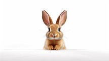 easter rabbit with simple white background top view Created With Generative AI Technology	