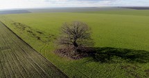 Aerial Arc Shot of A Leafless Tree In A Farmland With Shadow During Bright Sunny Morning. 