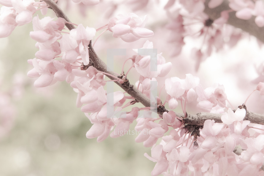 spring blossoms on a tree branch with background blur