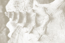 closeup of an old, worn conch seashell with high key tan / sepia effect