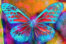colorful butterfly painting 