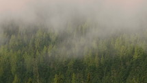 Mist Over The Forest
