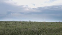 Cow grazing in farmland grass in pasture with distant thunderstorm in cinematic slow motion.