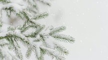 falling snow on pine needles 