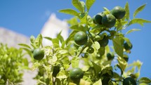 Fresh Green Limes In A Tree Under Blue Skies In Summer