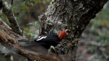 Magellanic Woodpecker in a tree, woods of patagonia, argentina