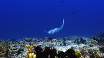 Manta Ray over the Coral Reef - Fakarava, French Polynesia