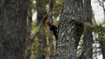 Magellanic Woodpecker in the woods of Patagonia