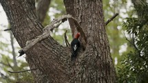 Beautiful Magellanic Woodpecker Male Bird In The Woods Of Tierra del Fuego, Argentina