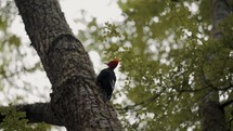 Magellanic Woodpecker climbing a tree in the forest of patagonia, argentina