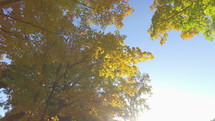 Trees on a Beautiful Fall Day