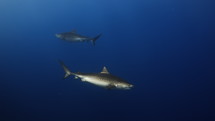 Tiger Sharks in close-up view in the Fulahmullah Island in the Maldives