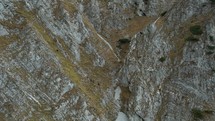 Wild chamois running up the ridges of the Carpathian mountains in Romania