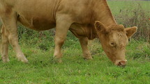 Cow grazing in grass.