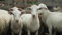 A flock or herd of sheep in a wood fence on a small farm in cinematic slow motion.