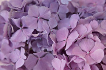  purple hydrangeas 