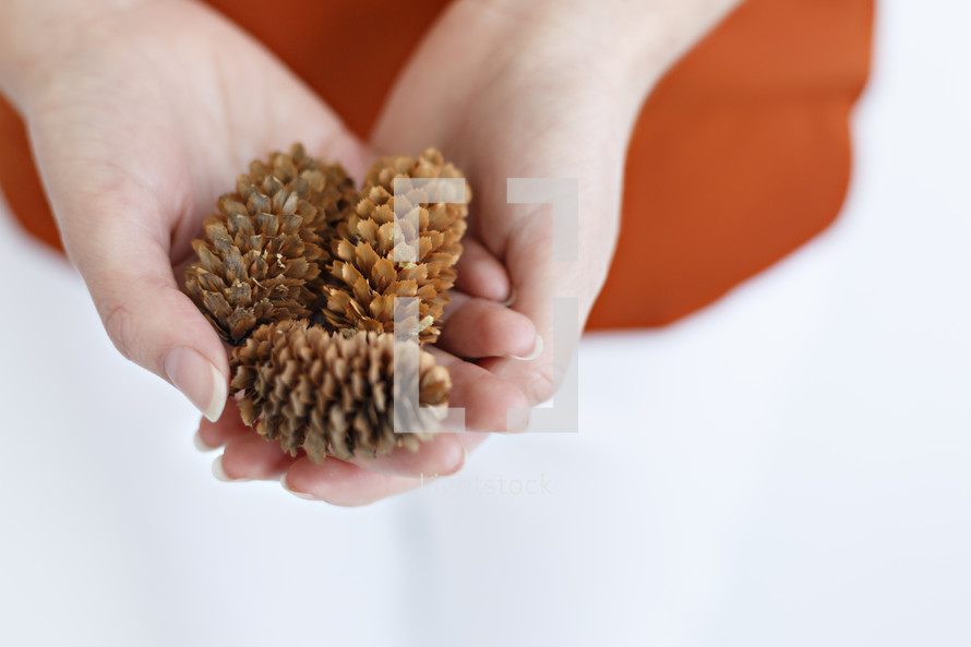 cupped hands holding pine cones 