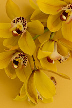 yellow orchids 