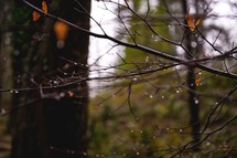 raindrops of twigs
