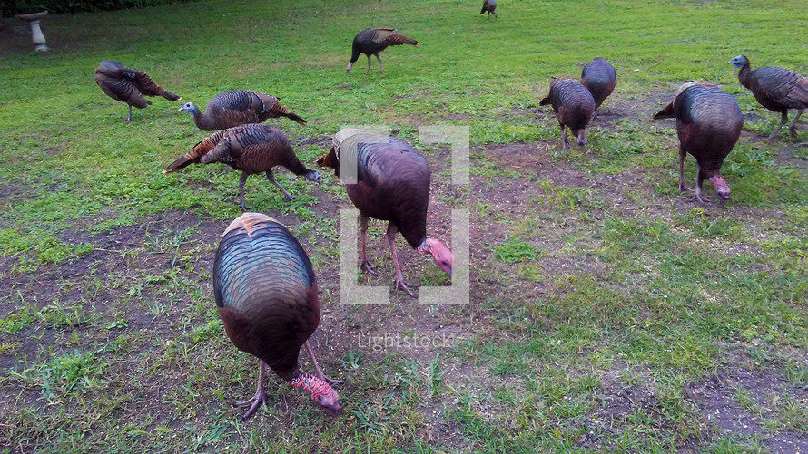 Live turkeys in the grass