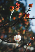 spring buds and blossoms 