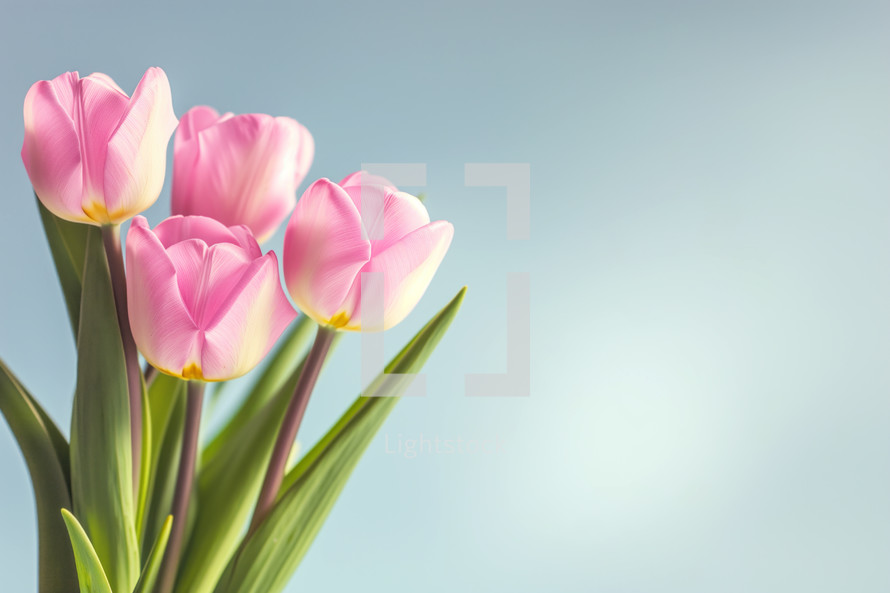 AI Generated Image. Bouquet pink tulip flowers on smooth background