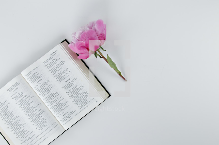 pink flower and open Bible 