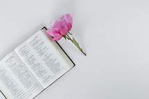 pink flower and open Bible 