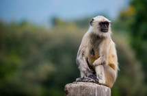 monkey in India 