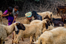 shepherd in India 