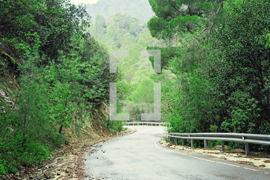 Green Troodos Forest Road In Cyprus