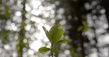 Light leaks through a new sprout on an Indian Plum Tree in the Pacific Northwest.