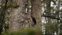 Zoomed in shot of Magellanic Woodpecker in the woods of Patagonia, tierra de fuego argentina