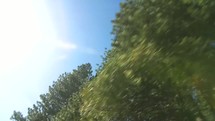 Upward Shot of Forest with Lens Flare