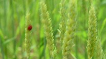 ladybug on green wheat in a field 