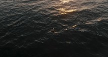 Drone shot of Pelican Floating On Sea Water At Sunset In Guanacaste, Costa Rica 