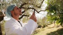 Agronomist taking photos at olive trees with his phone