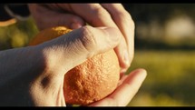 Hand is Peeling a Fresh Orange Fruit From the Tree in the Countryside