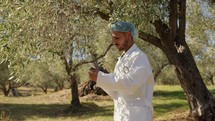 Agronomist checking the correct growth of an olive tree 
