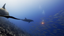 Dolphins in the Blue in the Atoll of Rangiroa in the French Polynesia