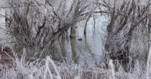 Duck Swimming In A Cold Winter Lake Water With Mangroves. Static Shot	