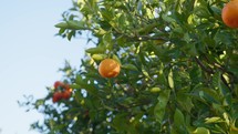 Orange Fruit Tree In Sicily Italian Island